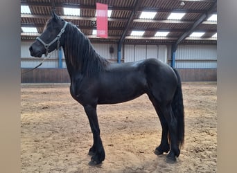 Frisones, Yegua, 3 años, 167 cm, Negro