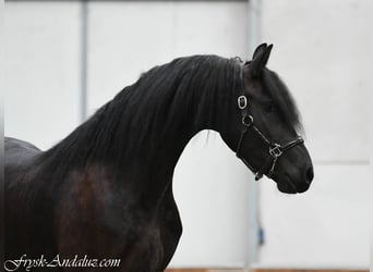 Frisones, Yegua, 3 años, 168 cm, Negro