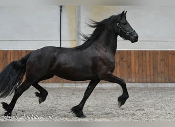 Frisones, Yegua, 3 años, 168 cm, Negro