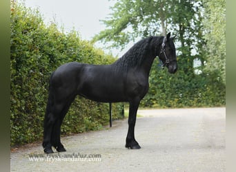 Frisones, Yegua, 3 años, Negro