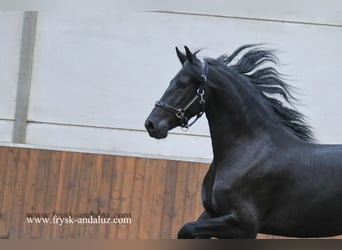 Frisones, Yegua, 3 años, Negro