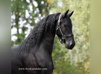 Frisones, Yegua, 3 años, Negro