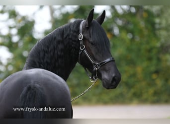 Frisones, Yegua, 3 años, Negro