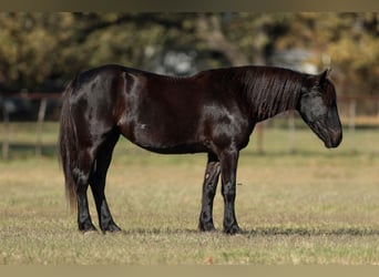 Frisones Mestizo, Yegua, 4 años, 142 cm, Negro