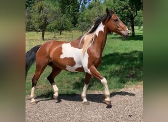 Frisones Mestizo, Yegua, 4 años, 155 cm, Castaño