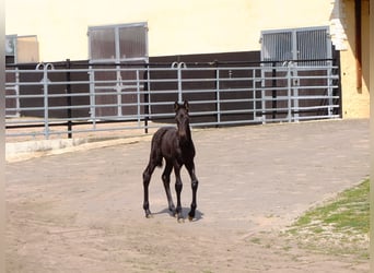 Frisones, Yegua, 4 años, 158 cm, Negro