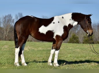 Frisones Mestizo, Yegua, 4 años, 160 cm