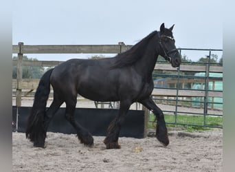 Frisones, Yegua, 4 años, 160 cm, Negro
