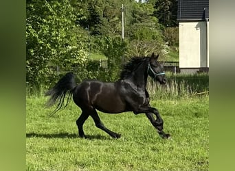 Frisones, Yegua, 4 años, 162 cm, Negro