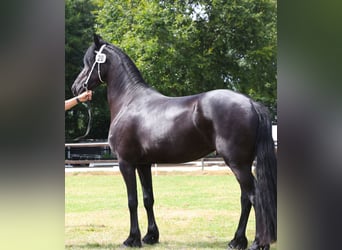 Frisones, Yegua, 4 años, 162 cm, Negro