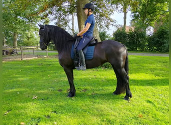 Frisones, Yegua, 4 años, 162 cm, Negro