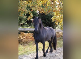 Frisones, Yegua, 4 años, 162 cm, Negro