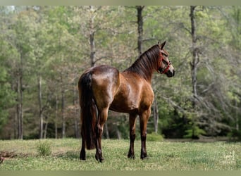 Frisones Mestizo, Yegua, 4 años, Buckskin/Bayo