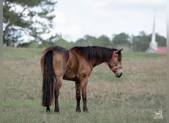 Frisones Mestizo, Yegua, 4 años, Buckskin/Bayo