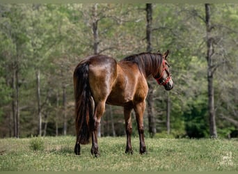 Frisones Mestizo, Yegua, 4 años, Buckskin/Bayo