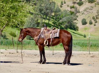 Frisones, Yegua, 5 años, 152 cm, Castaño rojizo