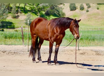 Frisones, Yegua, 5 años, 152 cm, Castaño rojizo