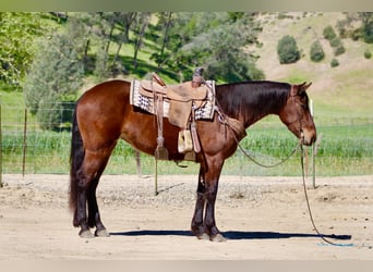 Frisones, Yegua, 5 años, 152 cm, Castaño rojizo