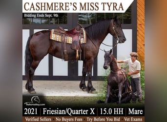 Frisones Mestizo, Yegua, 5 años, 152 cm, Negro