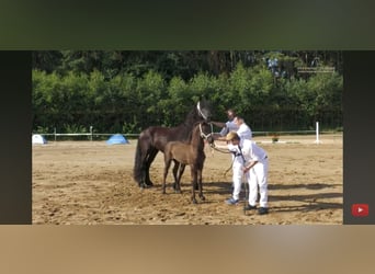 Frisones, Yegua, 5 años, 162 cm, Negro