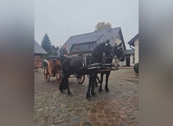 Frisones, Yegua, 5 años, 162 cm, Negro