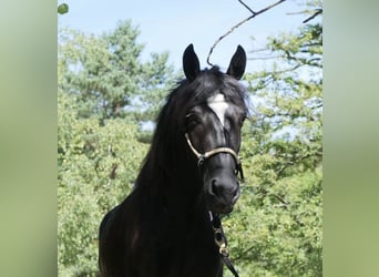 Frisones Mestizo, Yegua, 5 años, 162 cm, Negro