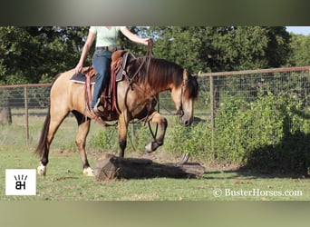 Frisones, Yegua, 5 años, 163 cm, Buckskin/Bayo