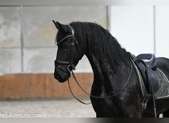 Frisones, Yegua, 5 años, 164 cm, Negro