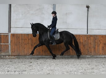 Frisones, Yegua, 5 años, 164 cm, Negro