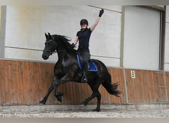 Frisones, Yegua, 5 años, 165 cm, Negro