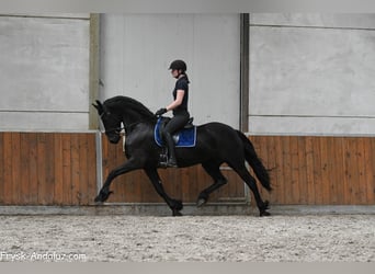 Frisones, Yegua, 5 años, 165 cm, Negro