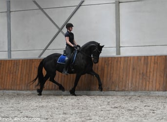 Frisones, Yegua, 5 años, 165 cm, Negro
