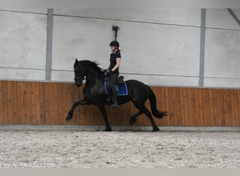 Frisones, Yegua, 5 años, 165 cm, Negro