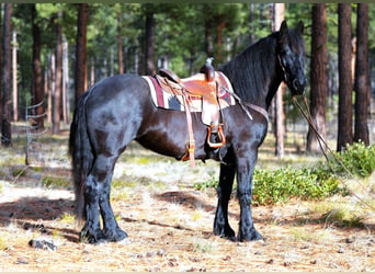 Frisones, Yegua, 5 años, 165 cm, Negro