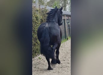 Frisones, Yegua, 5 años, 167 cm, Negro
