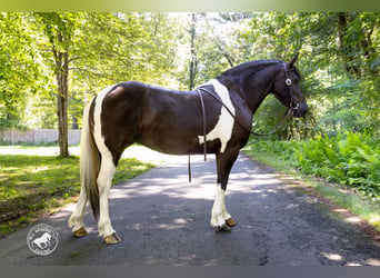 Frisones Mestizo, Yegua, 5 años, Pío