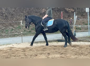 Frisones Mestizo, Yegua, 6 años, 159 cm, Negro
