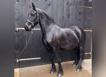 Frisones, Yegua, 6 años, 163 cm, Negro