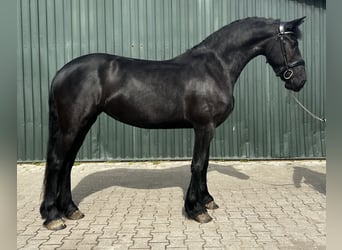 Frisones, Yegua, 6 años, 164 cm, Negro