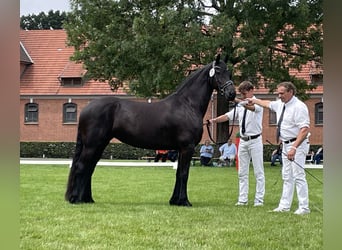 Frisones, Yegua, 6 años, 165 cm, Negro
