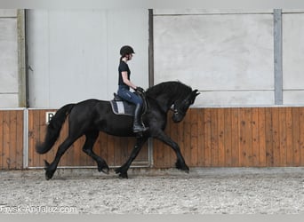 Frisones, Yegua, 6 años, 168 cm, Negro