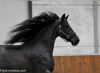 Frisones, Yegua, 6 años, 169 cm, Negro