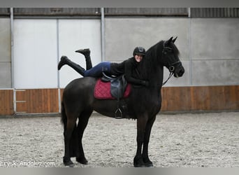 Frisones, Yegua, 6 años, 169 cm, Negro