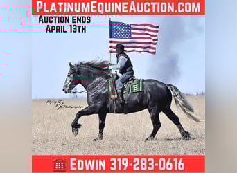 Frisones, Yegua, 6 años, Tordo