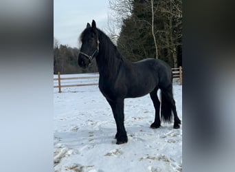 Frisones, Yegua, 7 años, 164 cm