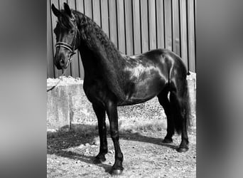 Frisones, Yegua, 7 años, 169 cm, Negro