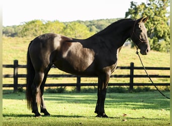 Frisones, Yegua, 7 años, 173 cm, Negro
