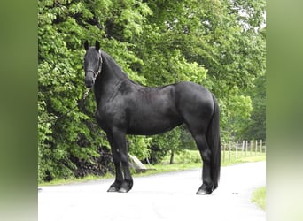 Frisones, Yegua, 8 años, 160 cm, Negro