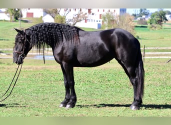 Frisones Mestizo, Yegua, 8 años, 165 cm, Negro