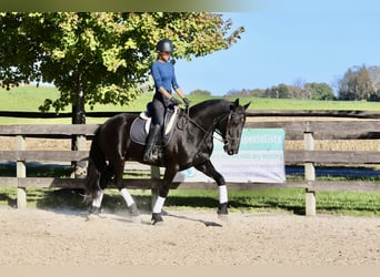 Frisones Mestizo, Yegua, 8 años, 165 cm, Negro
